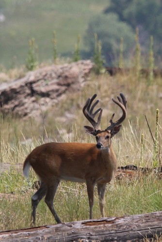 White-tailed Deer photographed in Wyoming