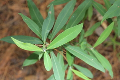 Myrsine coriacea