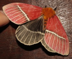 Pseudodirphia menander