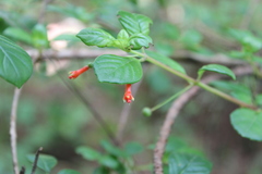 Fuchsia cylindracea