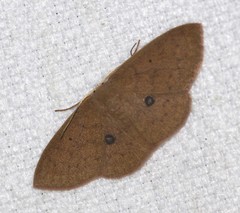 Perixera niveopuncta