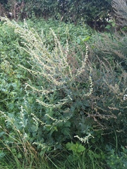 Artemisia vulgaris