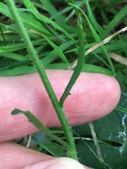 Leucanthemum vulgare