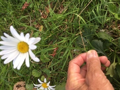 Leucanthemum vulgare