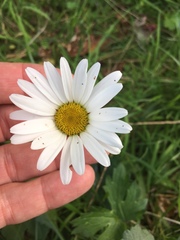 Leucanthemum vulgare