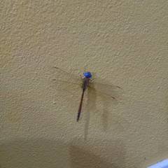 Anaciaeschna jaspidea