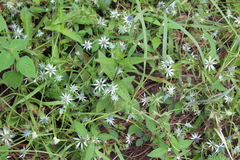 Eryngium beecheyanum