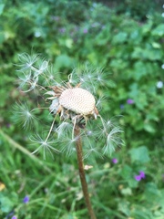 Taraxacum