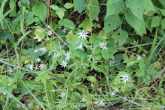 Eryngium beecheyanum