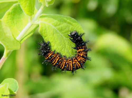Baltimore Checkerspot