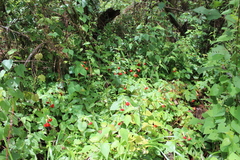 Achimenes antirrhina