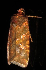 Perigea ignitincta