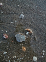 Liocarcinus holsatus