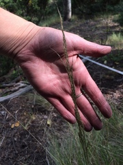 Muhlenbergia montana