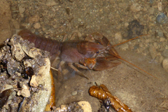 Austropotamobius pallipes