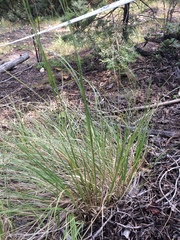 Muhlenbergia montana