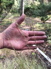 Muhlenbergia montana