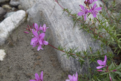Chamaenerion colchicum