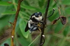 Mallophora bomboides image