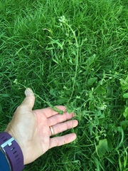 Capsella bursa-pastoris