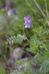 Vicia sosnowskyi
