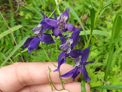 Delphinium patens