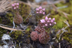Prometheum pilosum