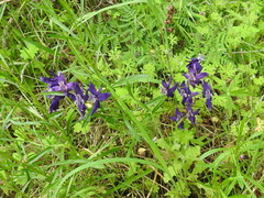 Delphinium patens