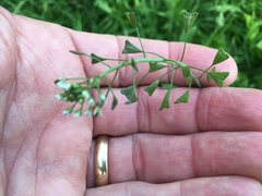 Capsella bursa-pastoris