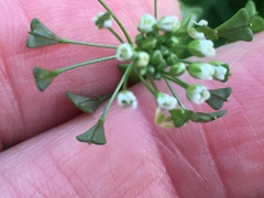 Capsella bursa-pastoris