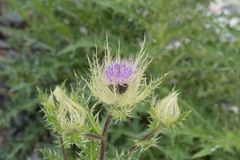 Cirsium obvallatum