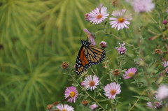 Danaus plexippus