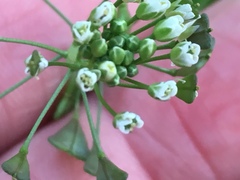 Capsella bursa-pastoris
