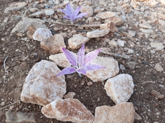 Colchicum variegatum