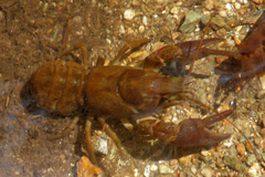 Austropotamobius pallipes