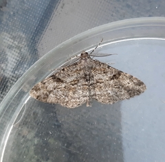 Peribatodes rhomboidaria