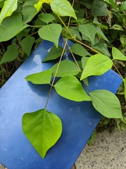 Erythrina × bidwillii