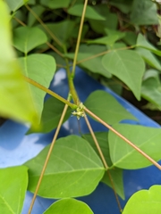Erythrina × bidwillii