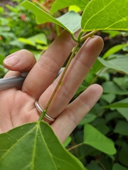 Erythrina × bidwillii
