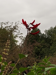 Erythrina × bidwillii