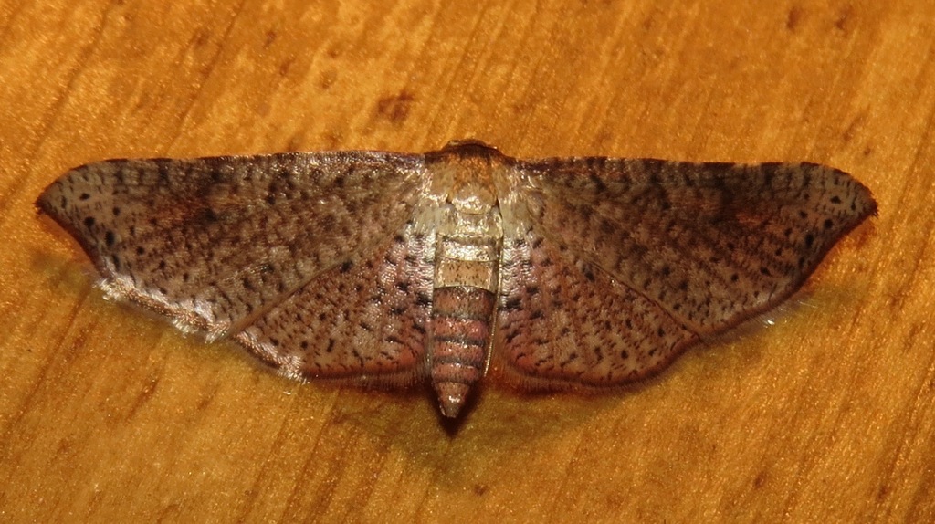 Rhodoneura thiastoralis