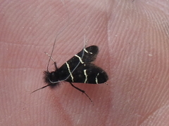 Adela trigrapha