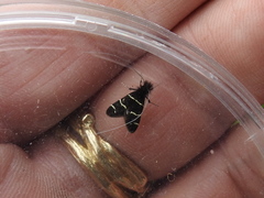 Adela trigrapha