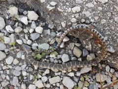 Nerodia sipedon