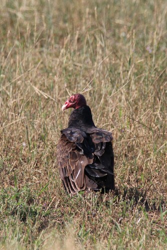 Turkey Vulture photographed in Wyoming