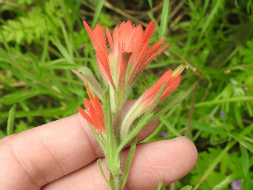Coast Indian paintbrush (Castilleja affinis)