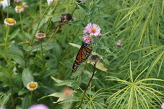 Danaus plexippus