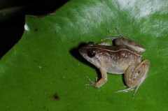 Phrynobatrachus acridoides