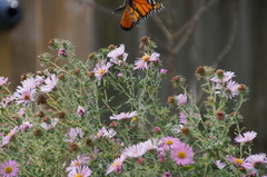 Danaus plexippus
