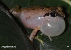 Pseudophilautus kani
